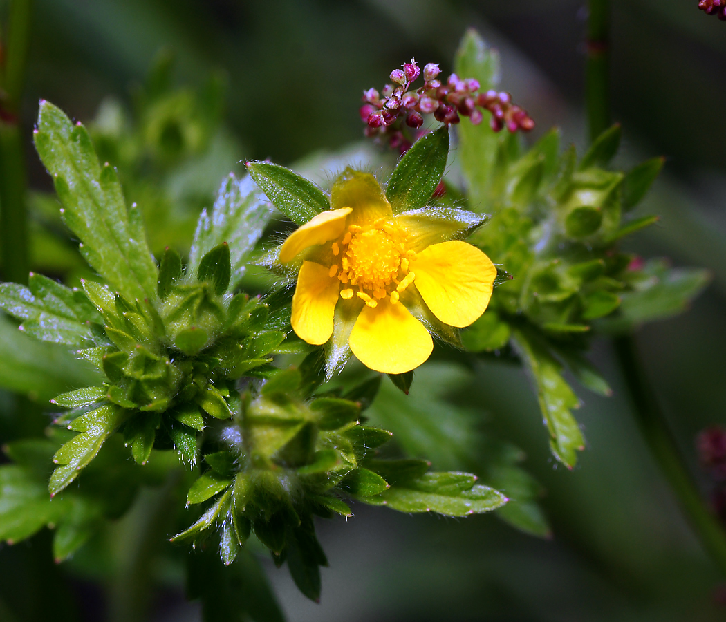 Image of Potentilla intermedia specimen.