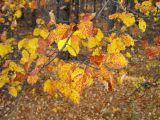 genus Malus