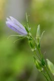 Campanula persicifolia. Верхушка цветущего растения. Татарстан, Нижнекамский р-н, окр. дер. Благодатная, лесостепной участок с чередованием степи и перелесков с преобладанием дуба, среди древостоя. 5 июня 2016 г.