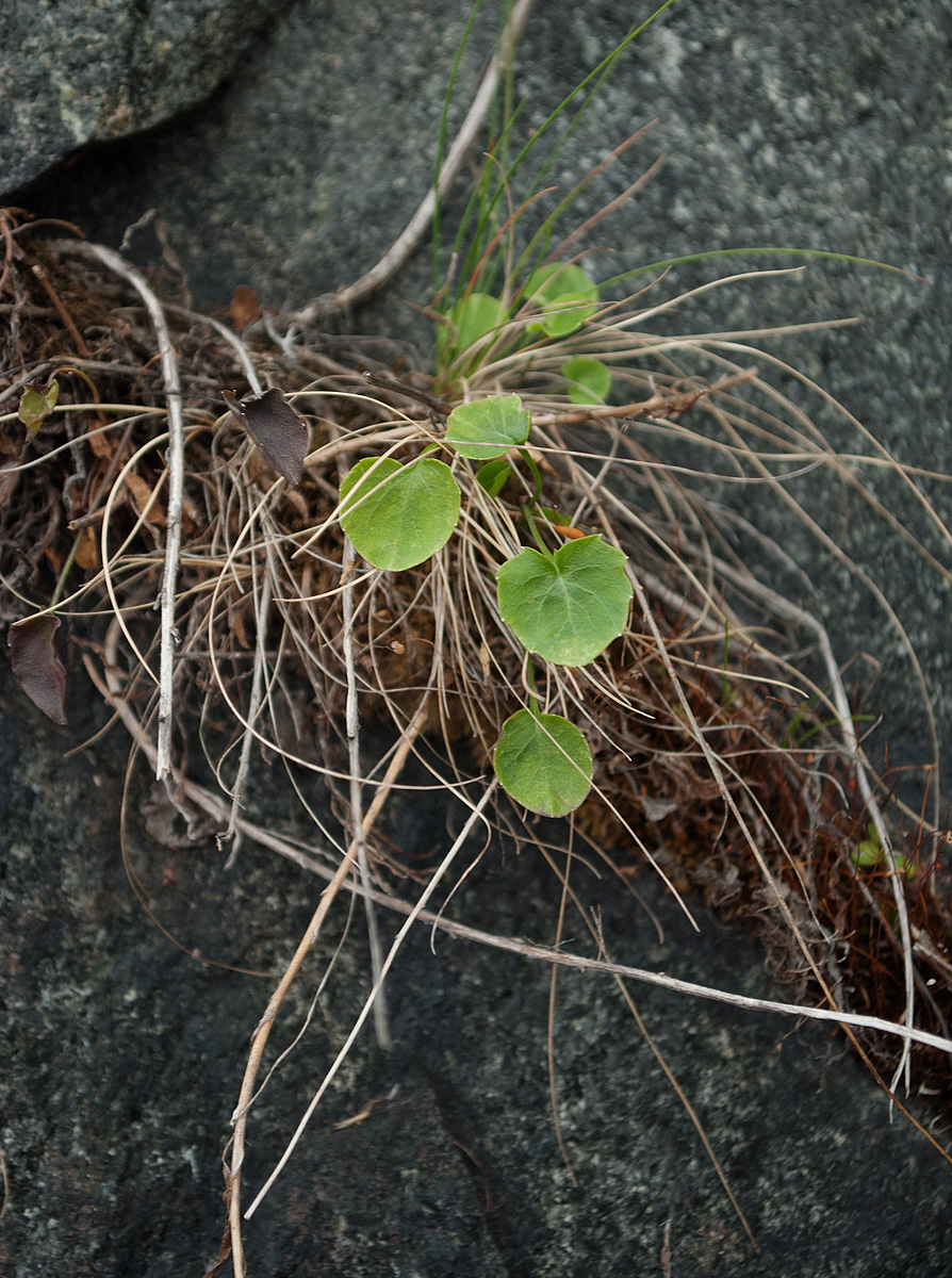 Image of Campanula rotundifolia specimen.