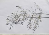 Poa palustris