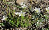 Minuartia oreina