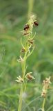 Ophrys mammosa subspecies caucasica. Соцветие. Черноморское побережье Кавказа, г. Новороссийск, окр. Суджукской лагуны, травостой. 26 апреля 2016 г.