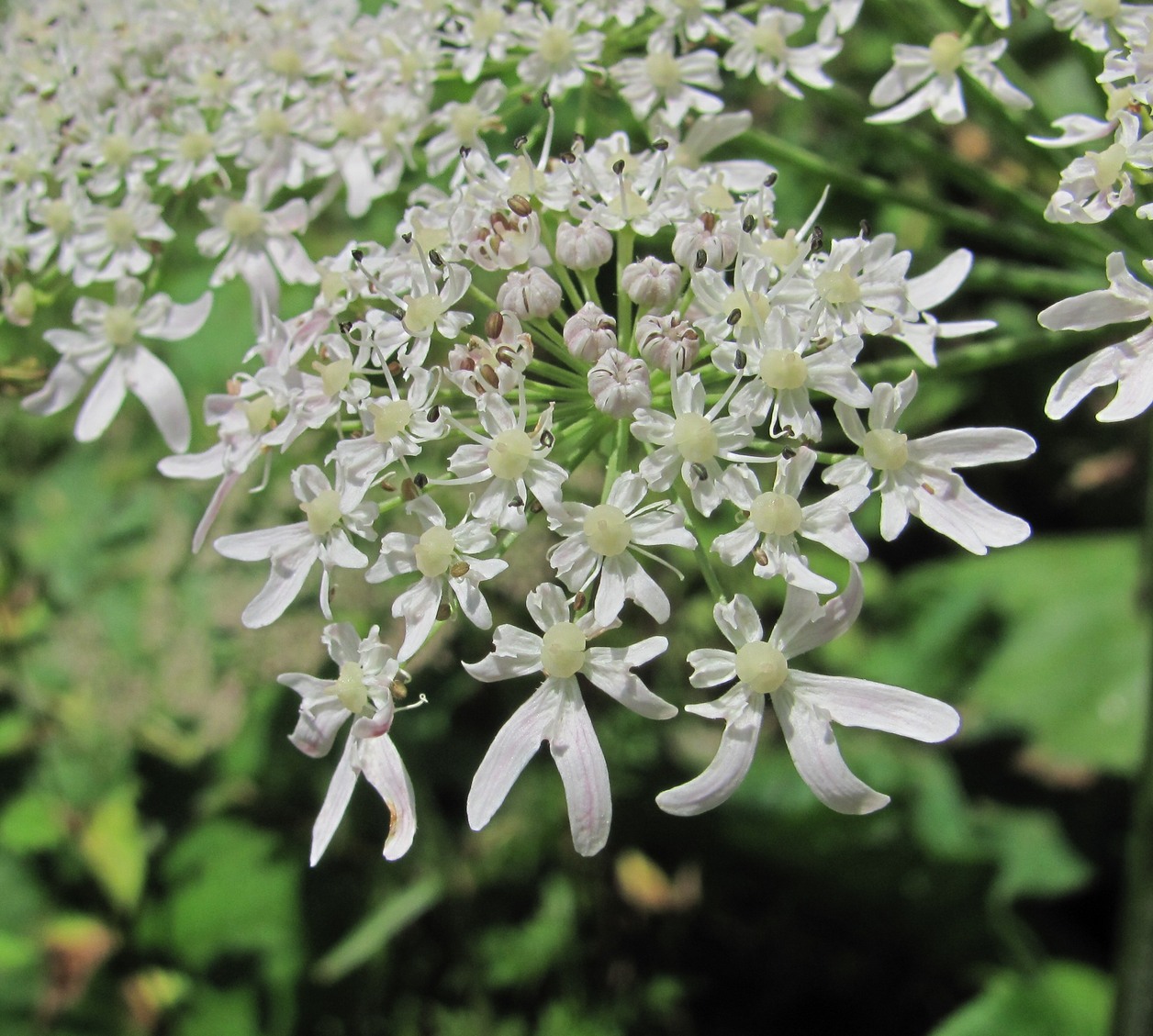 Изображение особи Heracleum ponticum.