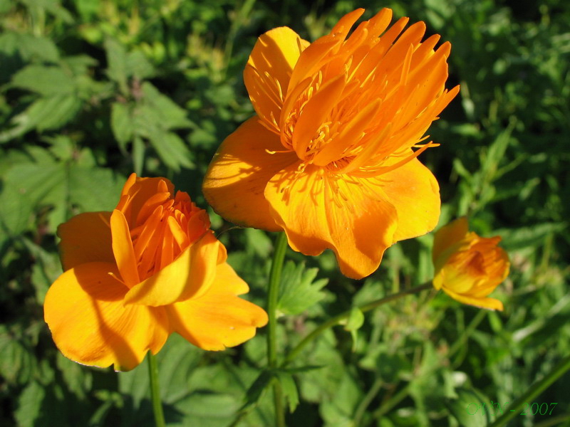 Изображение особи Trollius macropetalus.