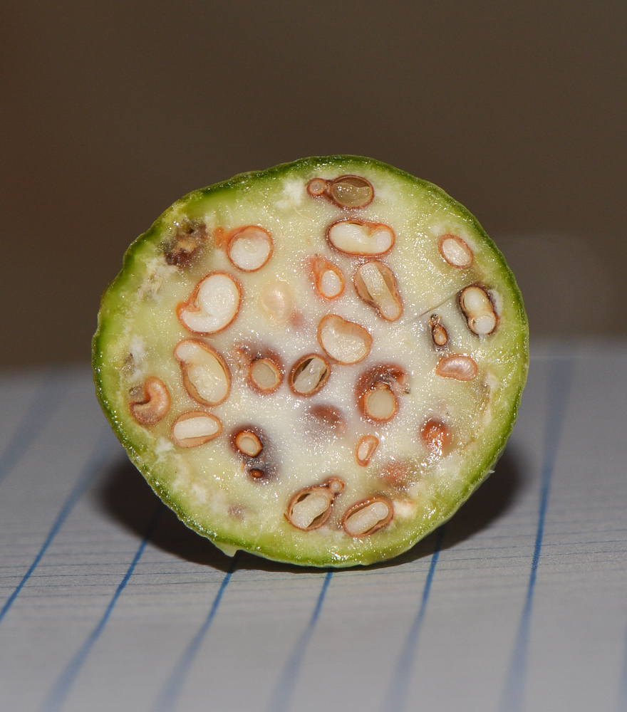 Image of Capparis zoharyi specimen.
