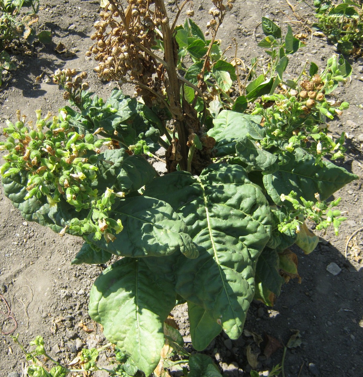 Image of Nicotiana rustica specimen.