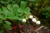 Gaultheria miqueliana