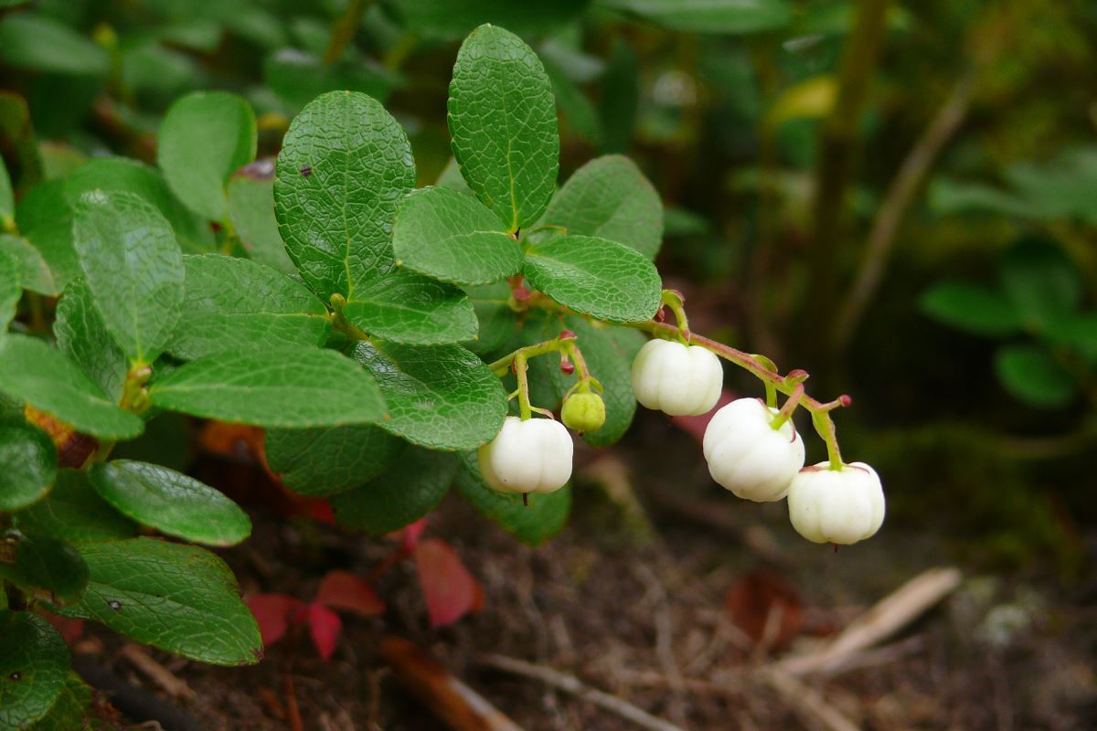 Image of Gaultheria miqueliana specimen.