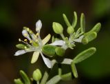 Tetraena dumosa. Верхушка побега с бутонами и цветком. Израиль, Иудейская пустыня, окр. спецшколы Орванат, между Кумраном и киббуцем Эйн-Геди, каменистый склон восточной экспозиции. 30.01.2014.