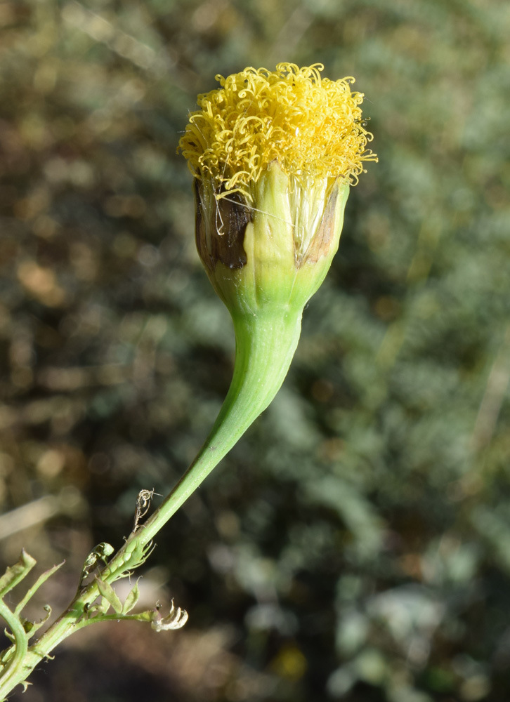 Image of Tagetes erecta specimen.