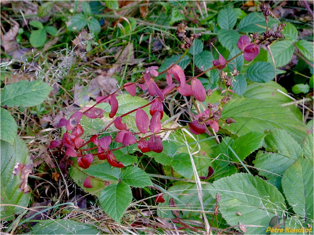 Image of genus Hypericum specimen.