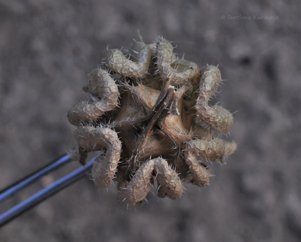 Image of Campanula medium specimen.