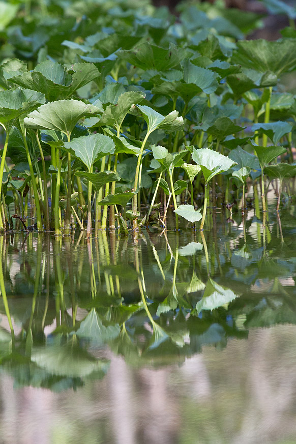 Изображение особи Petasites radiatus.