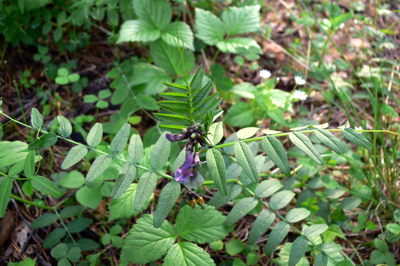 Image of Vicia sepium specimen.