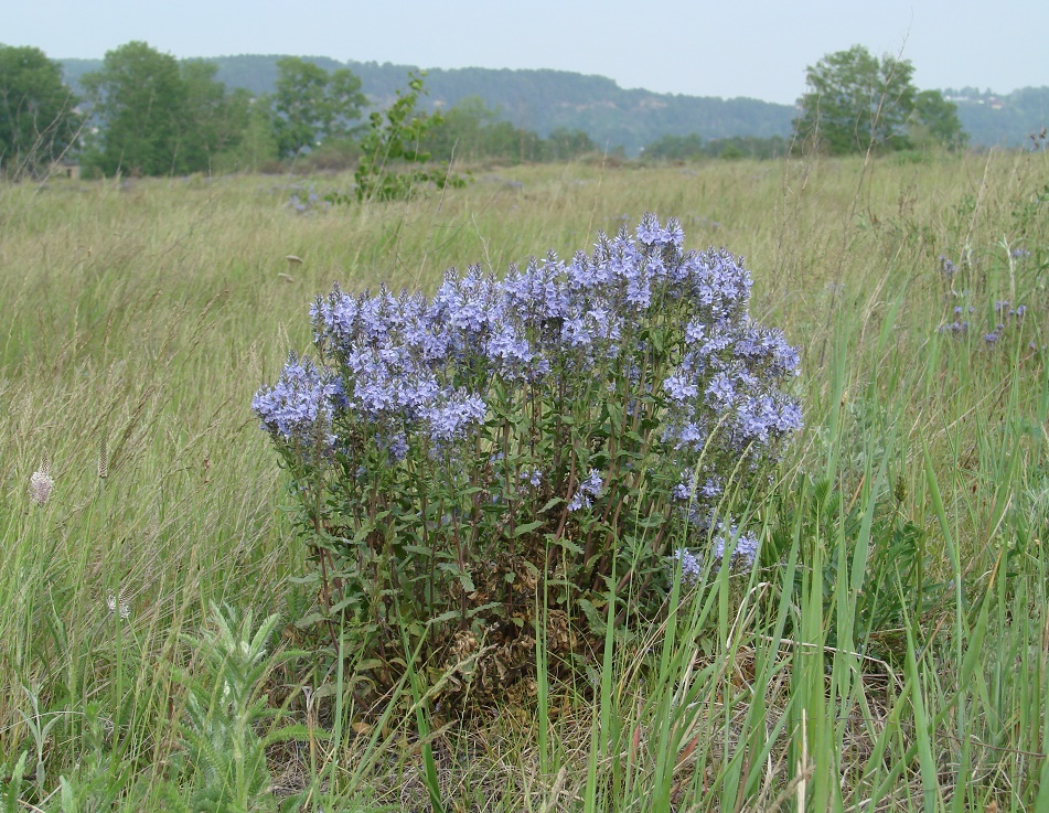 Image of Veronica prostrata specimen.