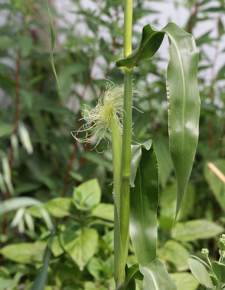 Изображение особи Zea mays.