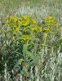 Euphorbia semivillosa. Цветущее растение. Украина, Запорожский р-н, Дурная балка, разнотравная степь. 15.05.2016.