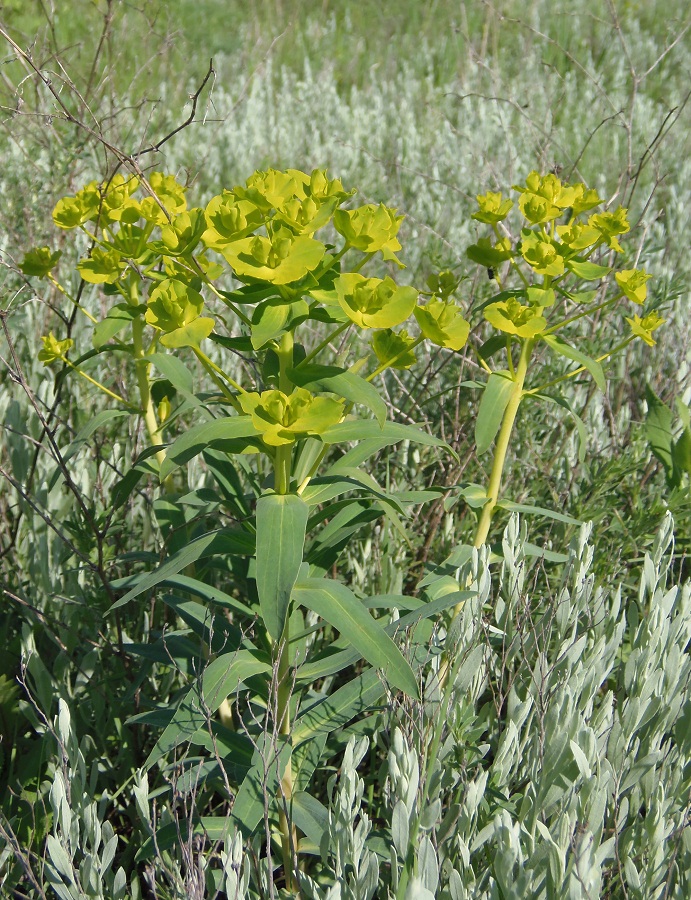 Изображение особи Euphorbia semivillosa.