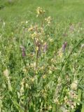 Thalictrum minus. Часть соцветия. Украина, Запорожский р-н, Дурная балка, разнотравная степь. 21.05.2016.