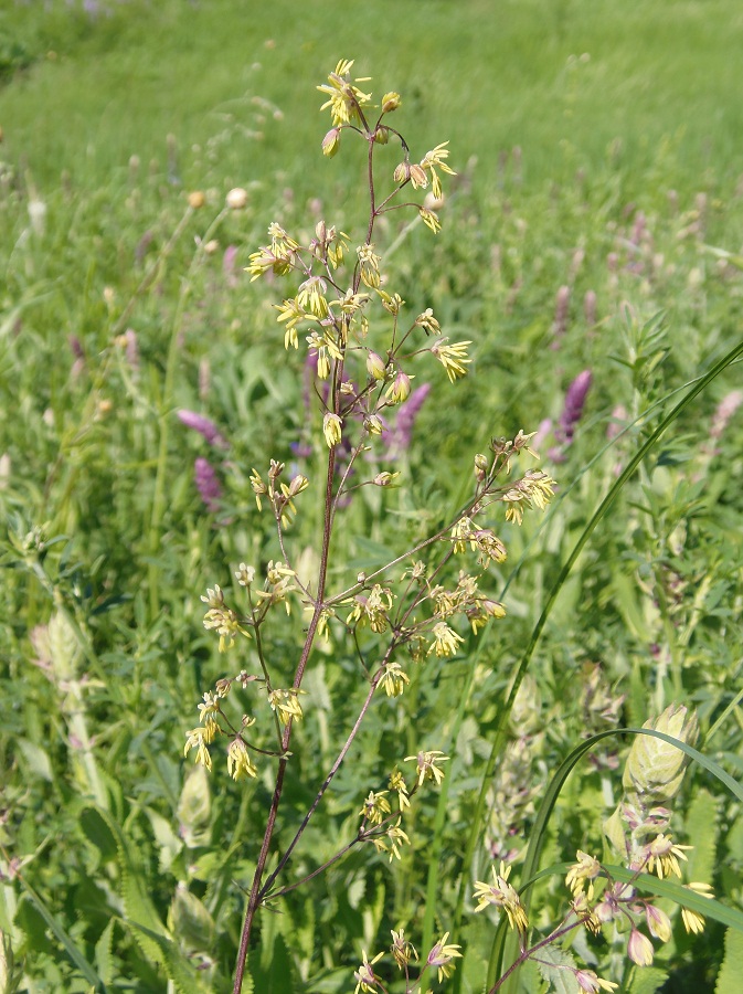 Image of Thalictrum minus specimen.