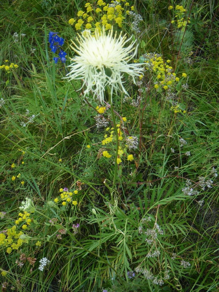 Image of Rhaponticoides ruthenica specimen.