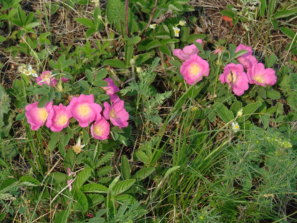 Image of Rosa acicularis specimen.