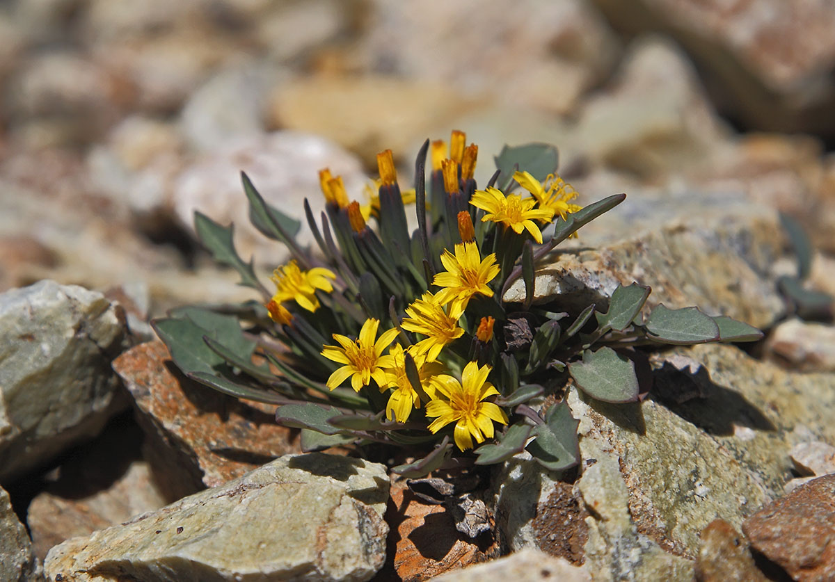 Image of Crepis nana specimen.