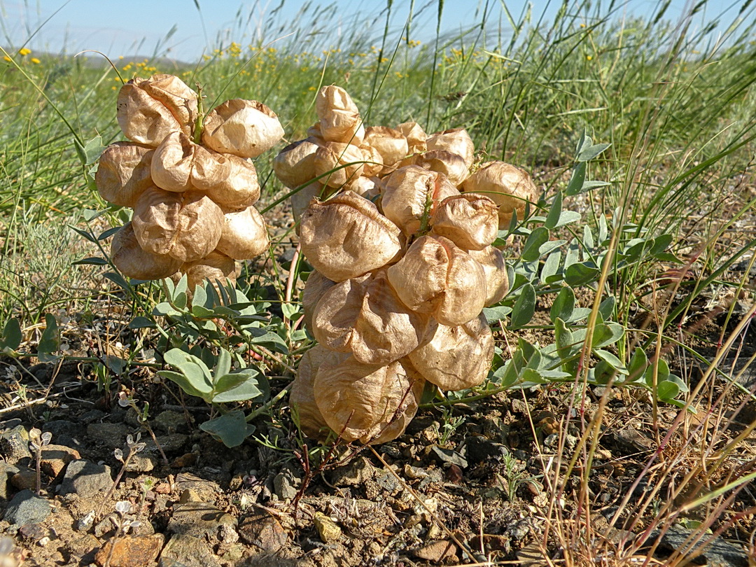 Image of Astragalus physocarpus specimen.