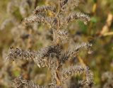 Echium vulgare