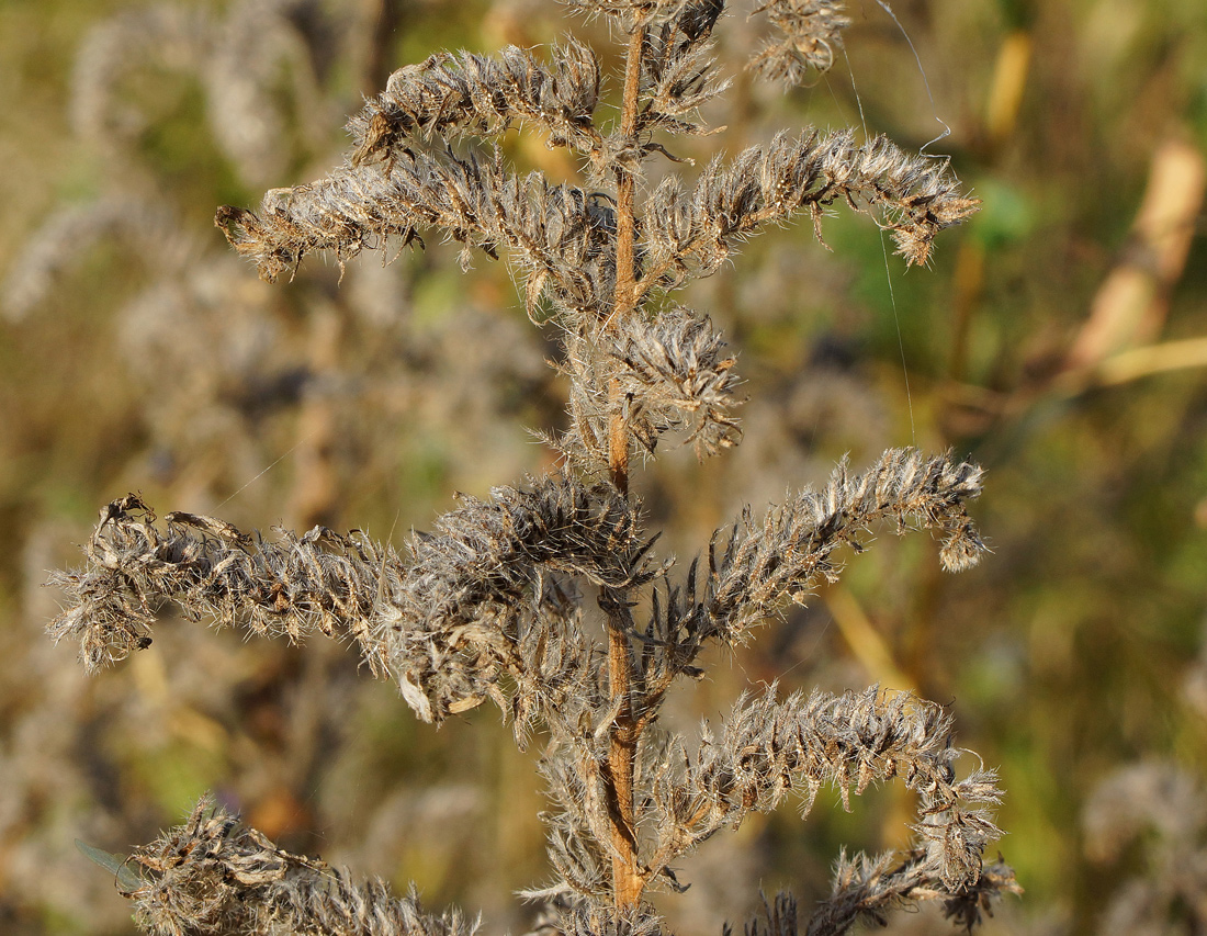 Изображение особи Echium vulgare.