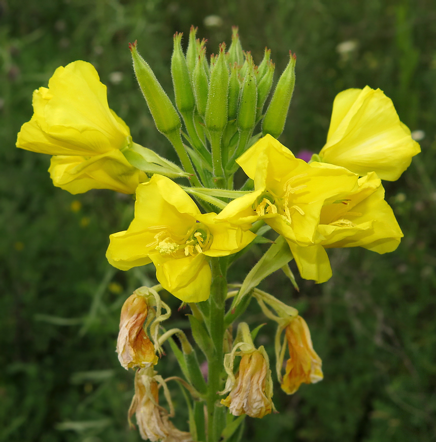 Изображение особи Oenothera biennis.