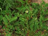 Astragalus marinus