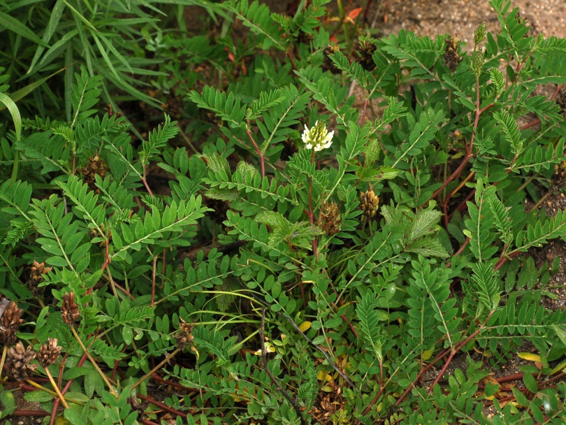 Изображение особи Astragalus marinus.