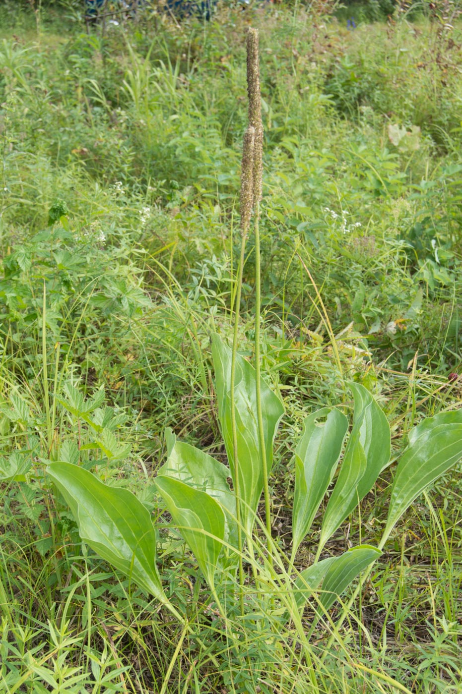 Изображение особи Plantago maxima.