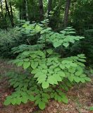 Aralia cordata. Зацветающее растение. Приморский край, Уссурийский городской округ, окр. с. Горно-Таёжное, Дендрарий ГТС им. Комарова. 06.07.2016.