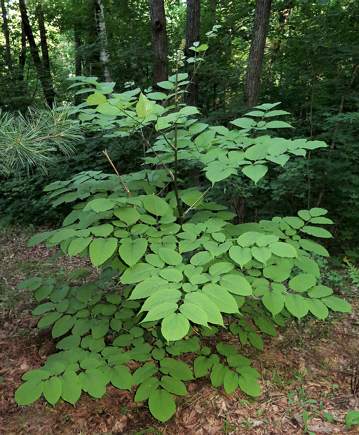 Image of Aralia cordata specimen.