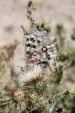 Cirsium sairamense