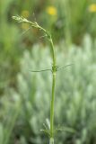 genus Silene