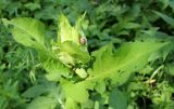 Cirsium oleraceum. Верхушка растения с улиткой. Беларусь, Минский р-н, остановочный пункт Зелёное, растительность на берегу малой реки Поплав. 26.06.2016.