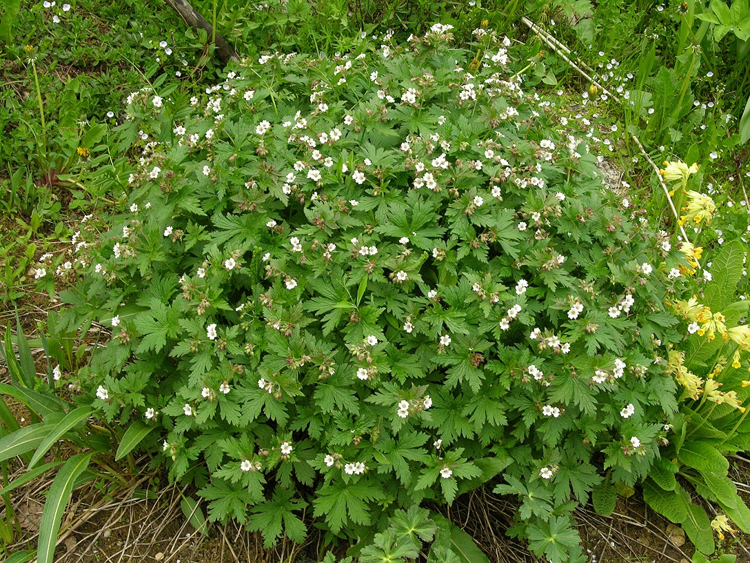 Image of Geranium krylovii specimen.