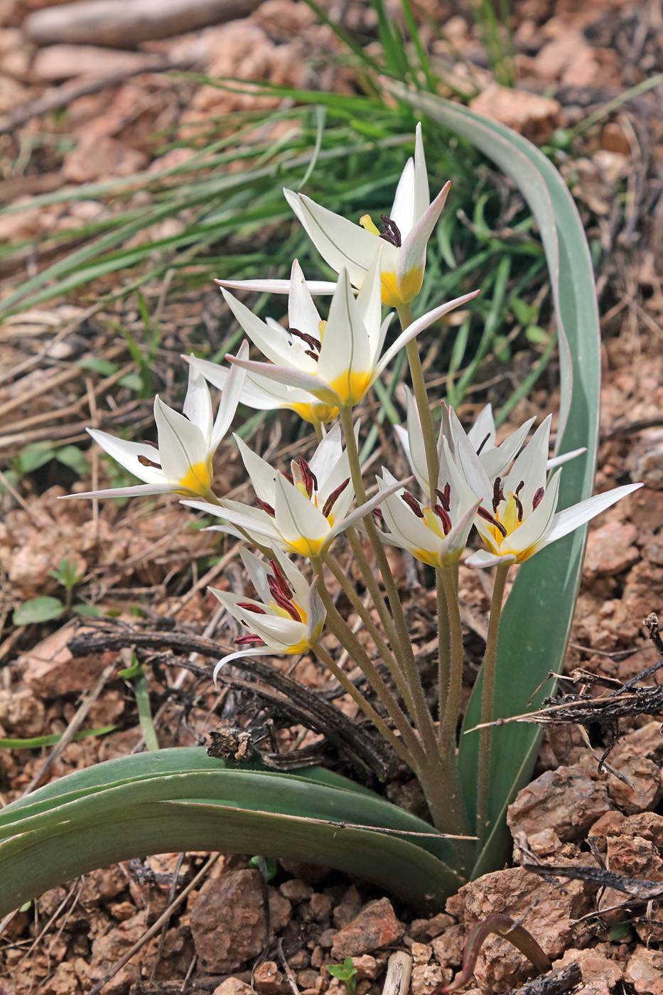 Изображение особи Tulipa bifloriformis.