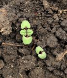 Nepeta mussinii