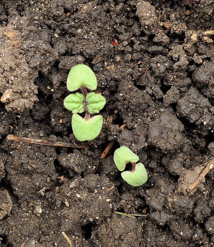 Image of Nepeta mussinii specimen.