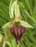Ophrys подвид caucasica