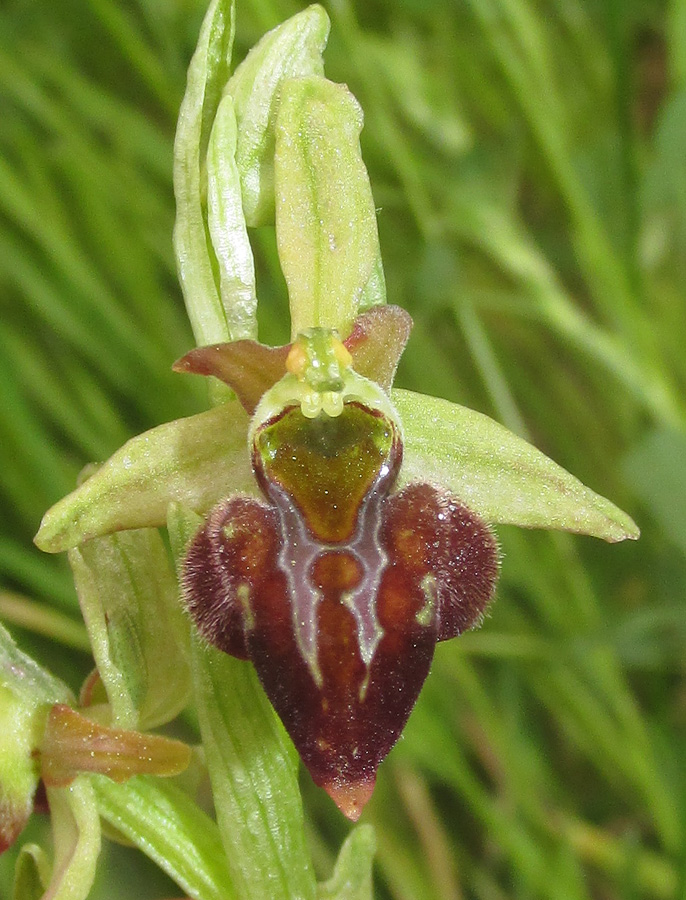 Image of Ophrys mammosa ssp. caucasica specimen.