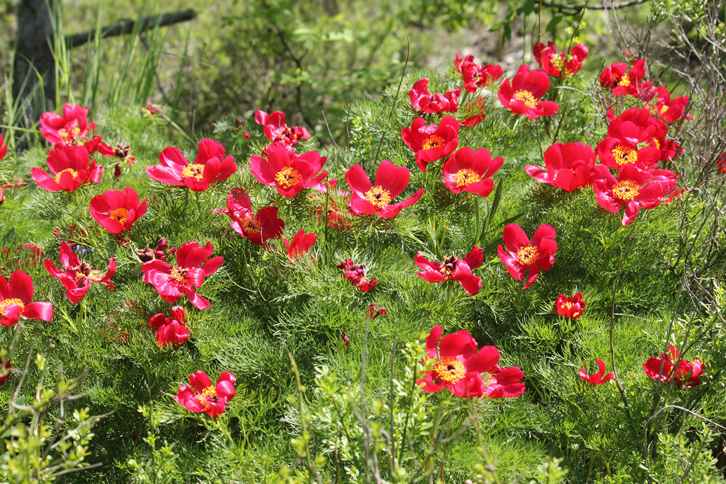 Изображение особи Paeonia tenuifolia.