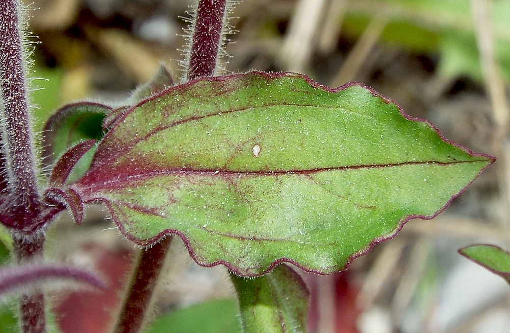 Изображение особи Saponaria glutinosa.