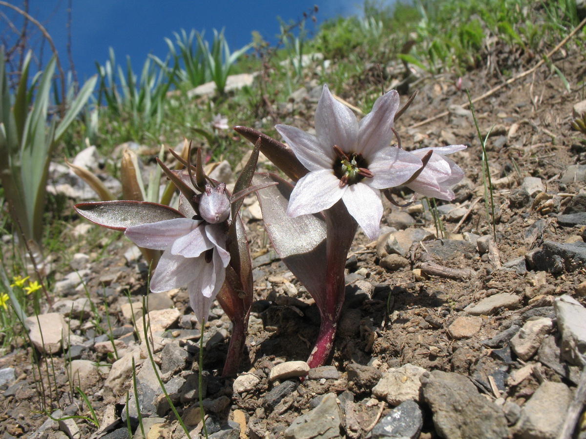 Изображение особи Rhinopetalum stenantherum.