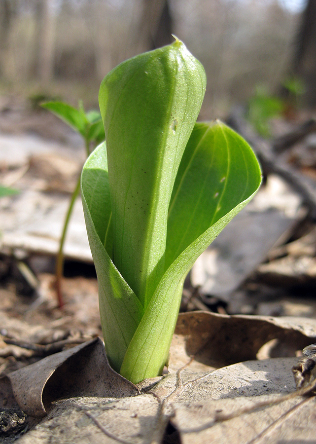 Изображение особи Listera ovata.